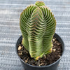 Crassula Buddha's Temple
