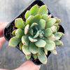 Echeveria minima x ballsii (w/pup)(PLANT)