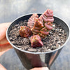 Crassula marchandii