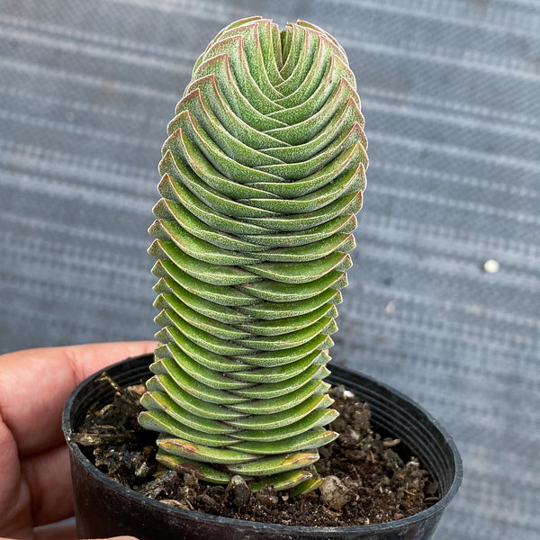 buddha's temple succulent australia Crassula Buddha's Temple – LET LOVE GROW (Succulent & Cactus)