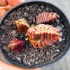 Crassula marchandii