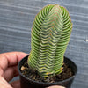 Crassula Buddha's Temple