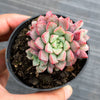 Echeveria subcorymbosa Juxtlahuaca (030 Giant Form)(w/pup)