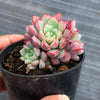 Echeveria subcorymbosa Juxtlahuaca (030 Giant Form)(w/pup)