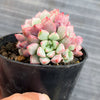 Echeveria subcorymbosa Juxtlahuaca (030 Giant Form)(w/pup)