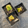 Crassula marchandii