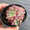 Echeveria subcorymbosa Juxtlahuaca (030 Giant Form)(w/pup)