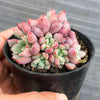 Echeveria subcorymbosa Juxtlahuaca (030 Giant Form)(w/pup)
