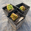 Crassula marchandii