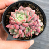 Echeveria subcorymbosa Juxtlahuaca (030 Giant Form)(w/pup)