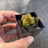 Crassula marchandii