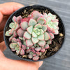 Echeveria subcorymbosa Juxtlahuaca (030 Giant Form)(w/pup)