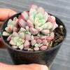 Echeveria subcorymbosa Juxtlahuaca (030 Giant Form)(w/pup)