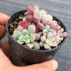 Echeveria subcorymbosa Juxtlahuaca (030 Giant Form)(w/pup)