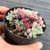 Echeveria subcorymbosa Juxtlahuaca (030 Giant Form)(w/pup)