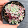 Echeveria subcorymbosa Juxtlahuaca (030 Giant Form)(w/pup)