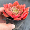Echeveria 'Painted Frills'