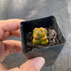 Crassula marchandii