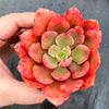 Echeveria 'Painted Frills'