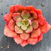 Echeveria 'Painted Frills'