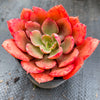 Echeveria 'Painted Frills'