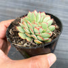 Echeveria 'Moon Gadnis' CREST