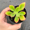 Echeveria nuda, Nogales x Ech. Harmsiii