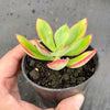 Echeveria nuda, Nogales x Ech. Harmsiii