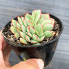 Echeveria 'Moon Gadnis' CREST