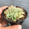 Echeveria 'Moon Gadnis' CREST