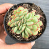Echeveria 'Moon Gadnis' CREST