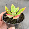 Echeveria nuda, Nogales x Ech. Harmsiii