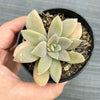 Echeveria 'Carnicolor' (has marks)