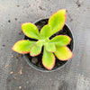 Echeveria nuda, Nogales x Ech. Harmsiii