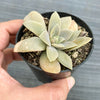 Echeveria 'Carnicolor' (has marks)
