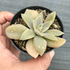 Echeveria 'Carnicolor' (has marks)