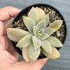 Echeveria 'Carnicolor' (has marks)