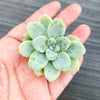 Sedum Clavatum (2 x CUTTING)