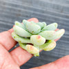 Sedum Clavatum (2 x CUTTING)