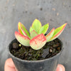 Echeveria nuda, Nogales x Ech. Harmsiii