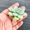Sedum Clavatum (2 x CUTTING)