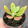 Echeveria nuda, Nogales x Ech. Harmsiii