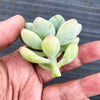 Sedum Clavatum (2 x CUTTING)