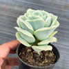 Graptoveria 'Lovely Rose'