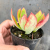 Echeveria nuda, Nogales x Ech. Harmsiii