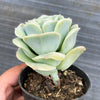 Graptoveria 'Lovely Rose'