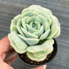 Graptoveria 'Lovely Rose'