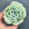 Graptoveria 'Lovely Rose'