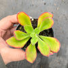 Echeveria nuda, Nogales x Ech. Harmsiii