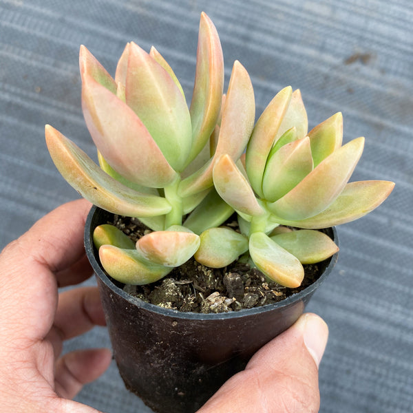 pat's pink succulent xSedeveria 'Pat's Pink' (2H) – LET LOVE GROW (Succulent & Cactus)
